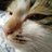 猛虎落泪