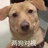 江湖骗子