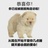 困困毛