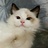 不吃鱼的猫