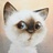 无尾猫