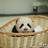 十二