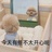 雪莉玫shelly