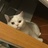 偷鸡小队长