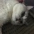 wzar