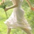 三旬Treacy