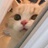 悲伤蛙哈哈