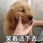 笙赜
