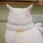 肥猫