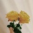 芒果-198510