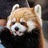 red panda