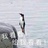 喜庆的平蝶