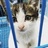 CAT48-Hana