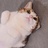 迷离猫