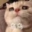 中华小橘猫