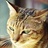 onlycat