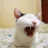 敦敦