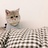 独眼黄猫