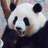 草苗