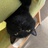 猪小弟_吃了没