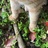猫爱吃西瓜
