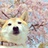 Iwashigumo