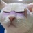 肥猫MOTO