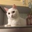 甸甸Claudia