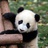 鹅鹅鹅