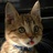 猫大侠R