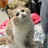 洛什野鹿