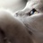 王二狗家的猫