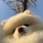 草莓