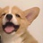 今天也想养猫了