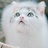 一只猫子