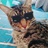 爱吃甜甜圈的猫