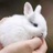 🐰