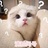 扮兔子的猫