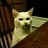 猪肛裂