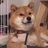 大紧