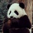 白加黑