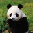 得瑟滴胖达滚滚