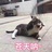 呆呆的树林