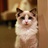 幸运的黑猫