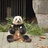 不扎马尾辫