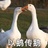 小糊涂仙