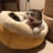 孤独的爱猴人士
