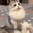 不吃🐟的小🐱