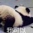 奇异果cp