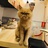 折尾的猫儿
